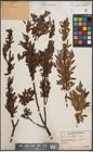 Foto von Salix dolichostyla Seemen